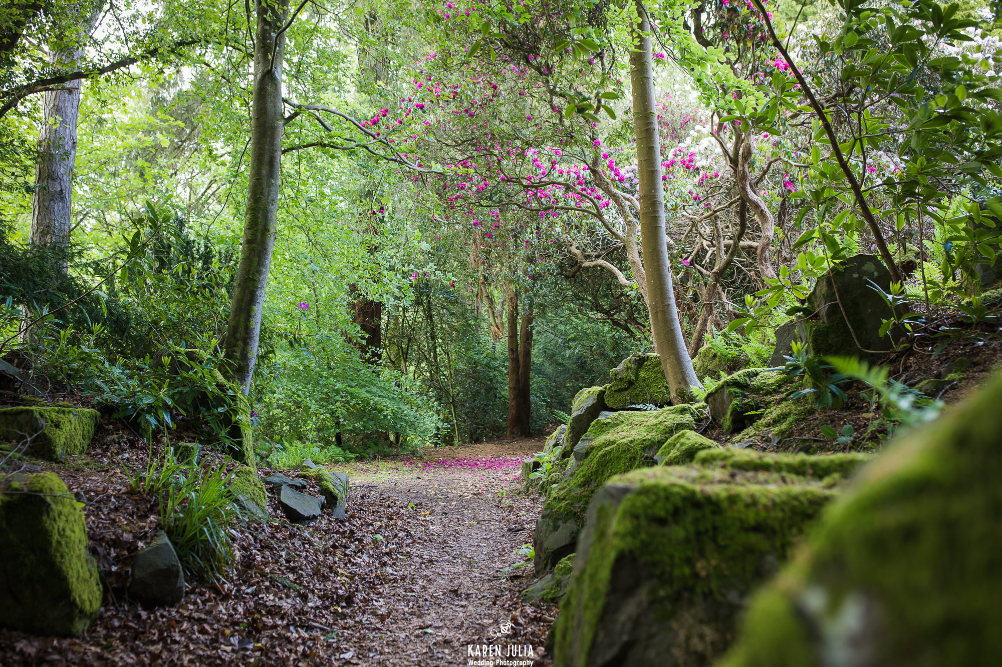 Friars Carse woodland path in spring