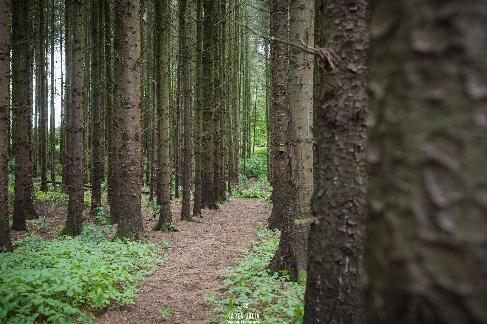 Friars Carse woodland outdoor ceremony area