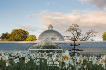 Kibble Palace at sunrise in the spring with daffodils