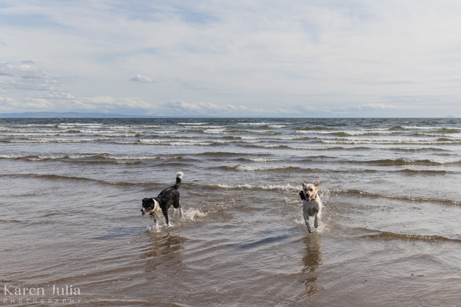 brides and grooms dog plays in the water at Ardrossan south beach with a friends dog
